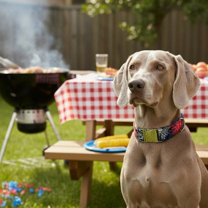 Firework Collar