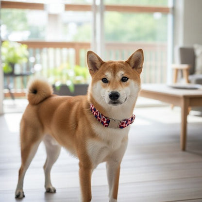 Patriotic Collar